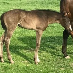 AQHA/APHA Filly out of Quit Staring (Owned by 3D Partnership)